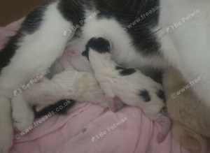 Bengal cross kittens