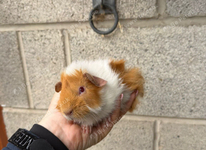 Gorgeous Guinea Pigs