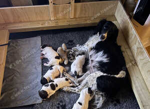 Top-Tier Working English Springer Spaniel Pups - Bishwell Bandstand Sired & KC Registered