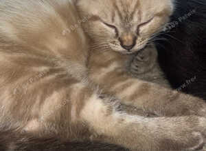 4 beautiful kittens
