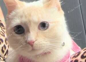 Pumpkin Flamepoint Ragdoll 18 months