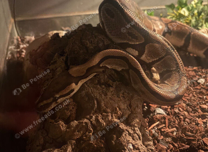 Full setup and snake