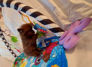 Tiny Toy-Type Teddy Bear Face KC Reg Pomeranian puppies
