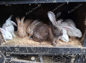 Flemish giant white rew .lilac and agoutie babys