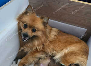 Pomeranian puppies
