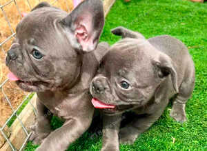 Blue French Bulldog puppies 10 weeks old