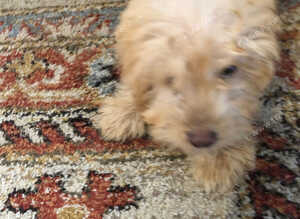 Cockerpoo