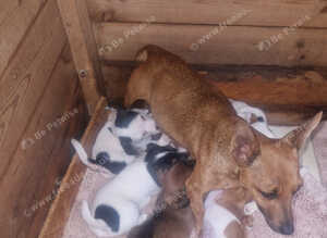 Beautiful traditional jack Russell's