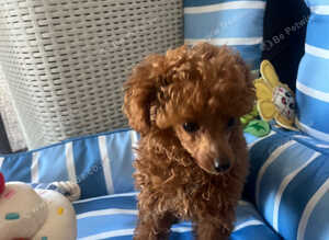Tiny poodle asian boy