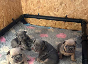 Kc reg & genetic tested French bulldog pups