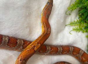Tango the corn snake