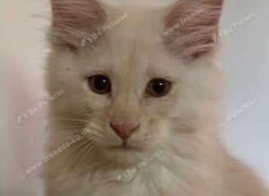 Cream Red Maine Coon Kitten- ready to leave