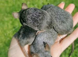 Big lot of mice
