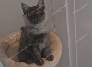 TICA Maine Coon Boy Last Kitten Available.