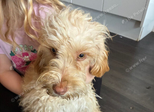 Stunning cockpoo