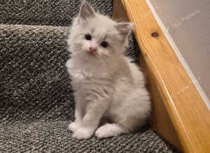 Beautiful ragdoll kittens