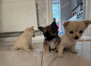 Pomchi micro teacup