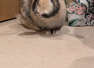 7 months old male.rabbit looking for new home