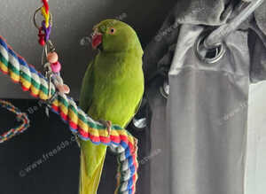 Ringneck