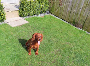 Working KC cocker spaniels