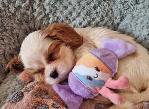 Health Tested- Cavalier King Charles Spaniel