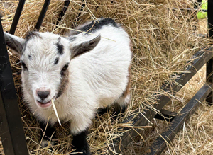 3 Pygmy goat kids for sale