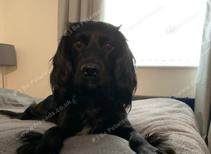 Approx 7year old spaniel
