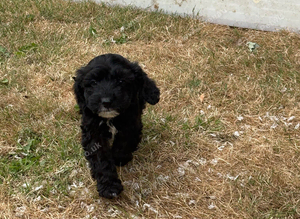 Cockapoo boy pup