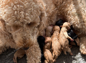 Cockapoo Puppies