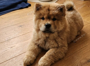 chow chow pup male