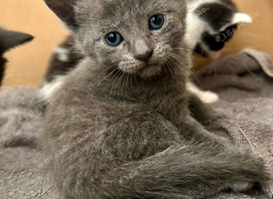 Stunning grey kitten available in 2 weeks