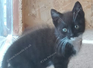 Black and white kitten - cute boy