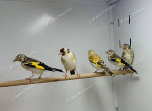 Siberian goldfinch