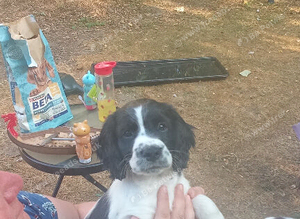 Working cocker pups