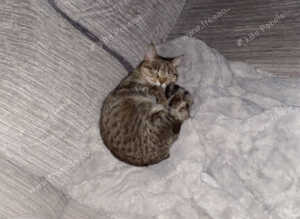 Bengal ( Loving and caring )