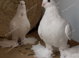 North Kavkaz Pigeon, Armaveri and Turkish