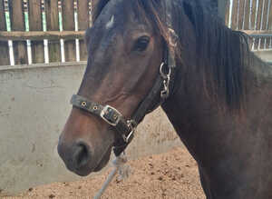 Registered geldings