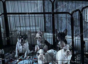 ️one white and merle girl️ and blue and tan boy french bulldog