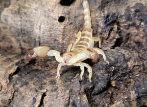 Israeli Gold Desert Scorpion (Scorpio Maurus) at Birmingham Reptiles