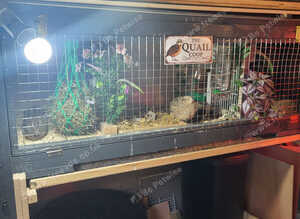Quails and set up for sale