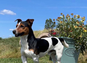 Jack Russell stud dog