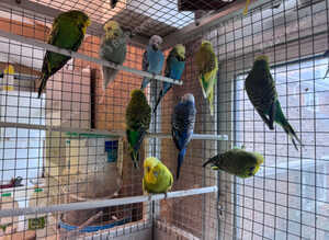 Exhibition Budgerigars for sale
