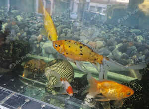 Fish for sale