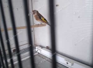 2026 British birds