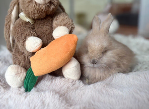 Beautiful Angora rabbits