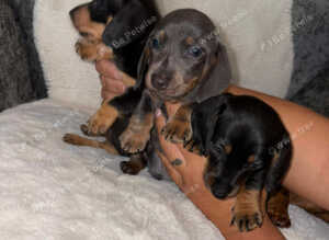 Miniature DACHSHUND