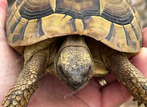 Male Hermanns tortoise for sale