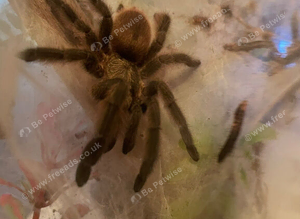 Caribbean diamond tarantula