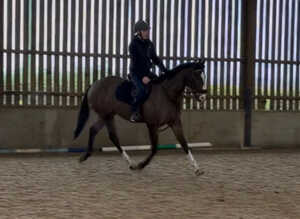 16.2H All Rounder Cosmo