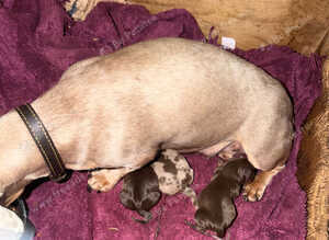 Beautiful miniature dachshund pups